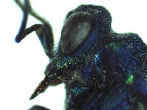 Chrysura austriaca